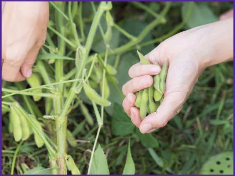 A woman's hands picking edamame off a soybean plant