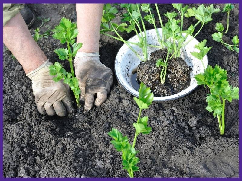 A top down image of a person's gloved hands transplanting a young celery plant into a garden