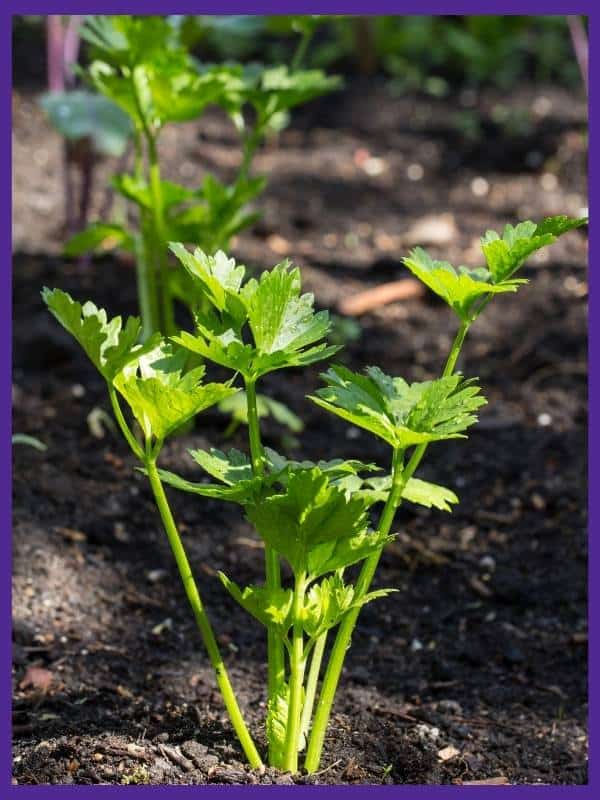 A close up side view of a young celery plant growing in a garden