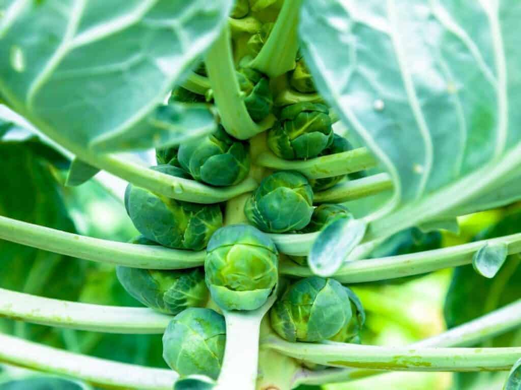 A close up of a Brussels sprouts stem with buds growing off the main stalk