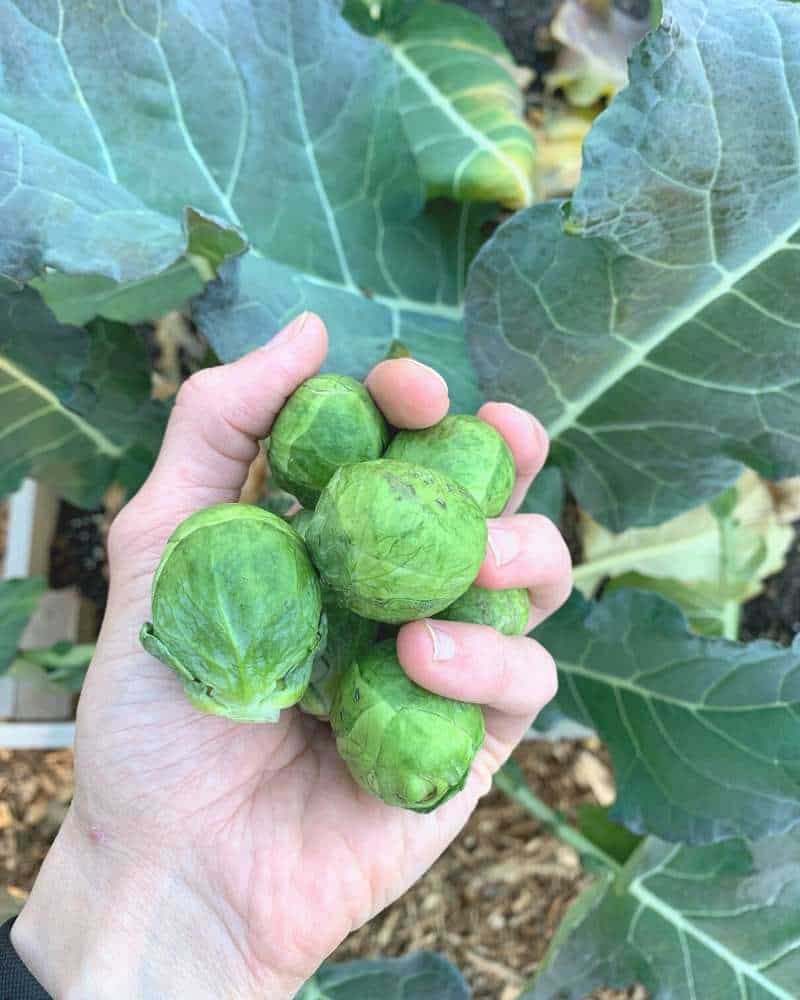 A hand holding Brussels sprouts. A lush garden bed is visible in the background with large brassica leaves.