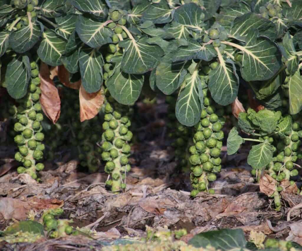 Three large Brussels sprouts plants with mature sprouts ready to pick.