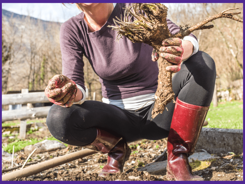 A woman with red garden boots and pink gloves holding freshly harvesting horseradish root