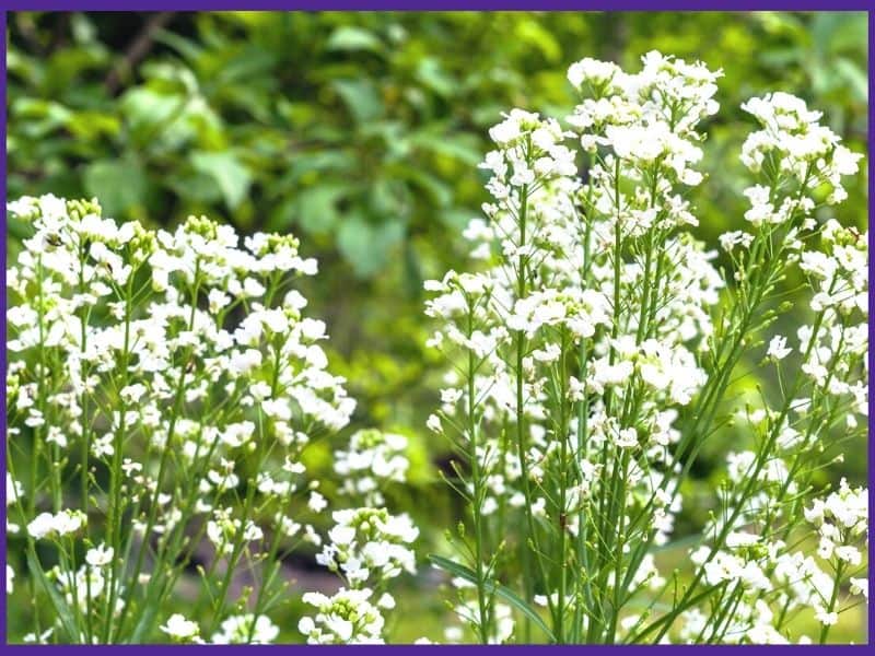 Small white horseradish flowers in bloom