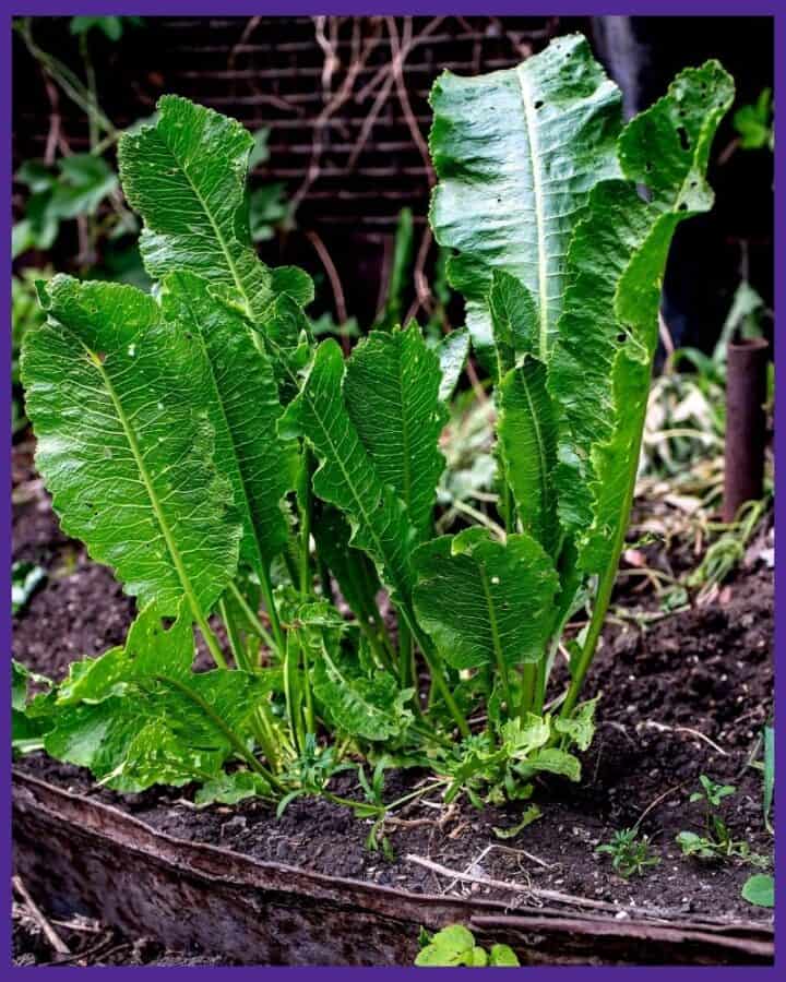 Growing Horseradish - How to Plant and Grow Horseradish - Together Time ...
