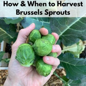 Text overlay "How & When to Harvest Brussels Sprouts" over the top of a hand holding Brussels sprouts