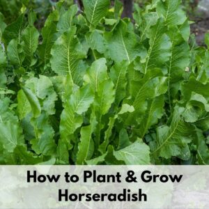 text overlay "how to plant and grow horseradish" over a patch of horseradish growing