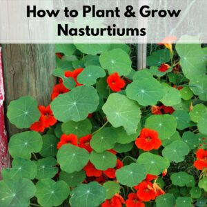 Text overlay "how to plant and grow nasturtiums" over an image of growing red nasturtiums