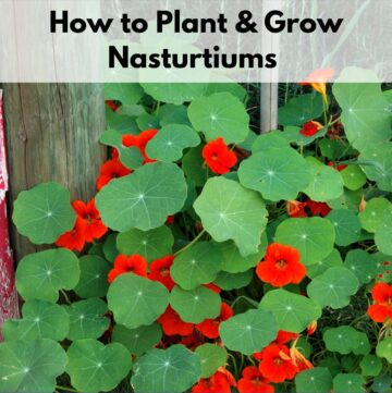 Text overlay "how to plant and grow nasturtiums" over an image of growing red nasturtiums