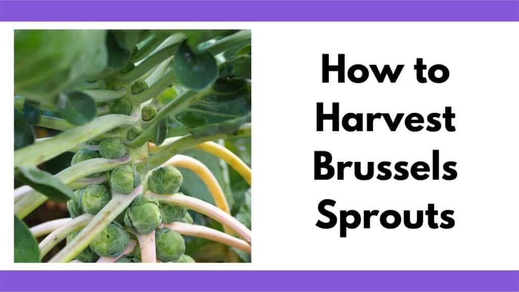Text "how to harvest Brussels sprouts" next to a close up image of a growing Brussels sprouts plant