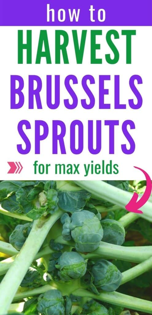Text "How to harvest Brussels sprouts for max yields" above an image of a brussel sprout plant growing