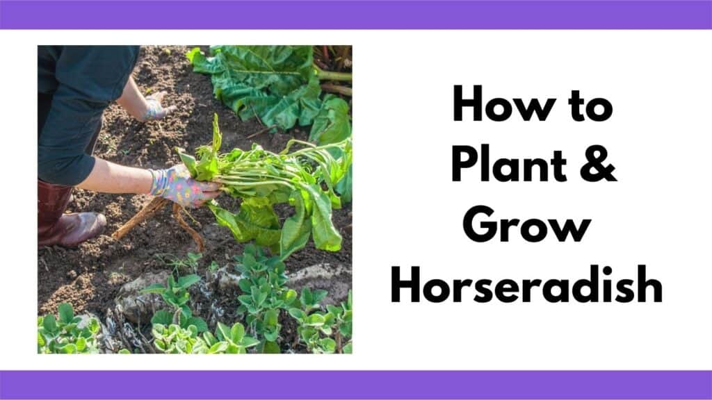 Text "How to plant and grow horseradish" next to an image of horseradish plants growing in the garden