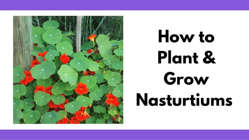 Text "how to plant and grow nasturtiums" next to a picture of  blooming red nasturtiums 