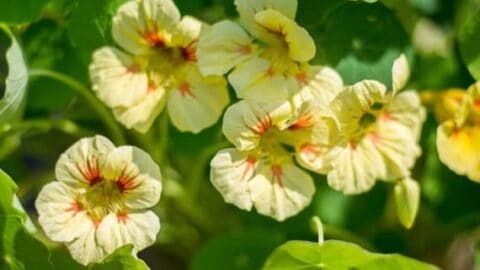 Image for Peach Melba Nasturtium Flower Seeds