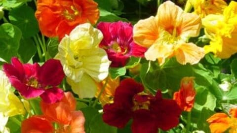 Image for Nasturtium Jewel Mix - Dwarf