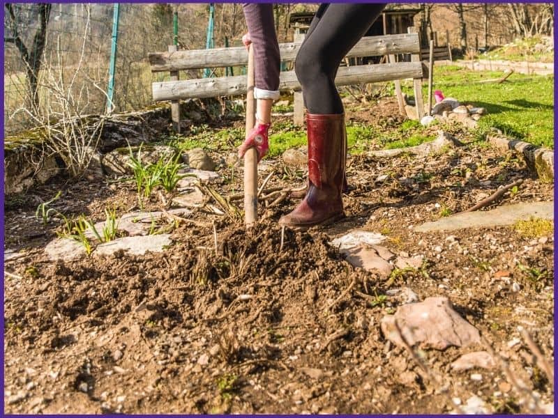 A woman in red garden boots using a garden fork to dig around a horseradish plant