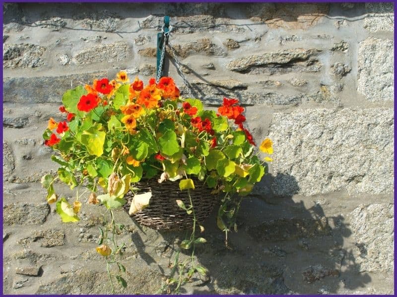 Nasturtiums in a hanging basket attached to a stone wall