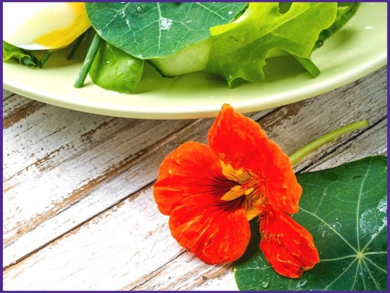 A red nasturtium blossom and a leaf in front of a salad