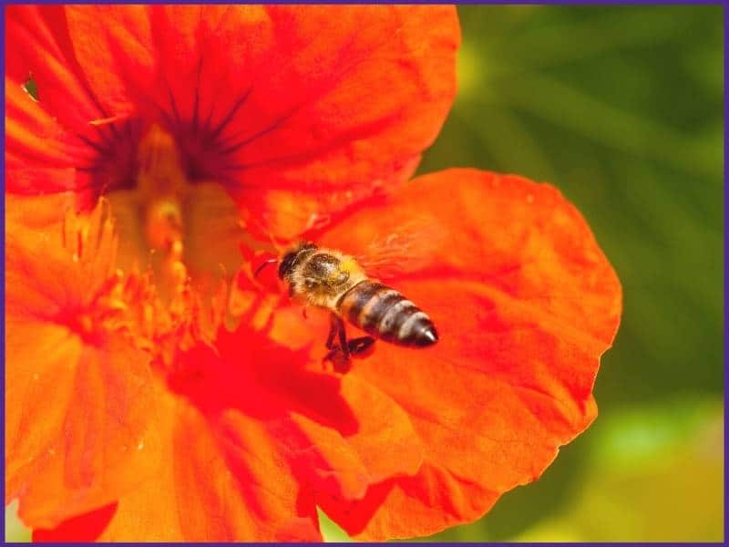 A honeybee flying into a nasturtium blossom