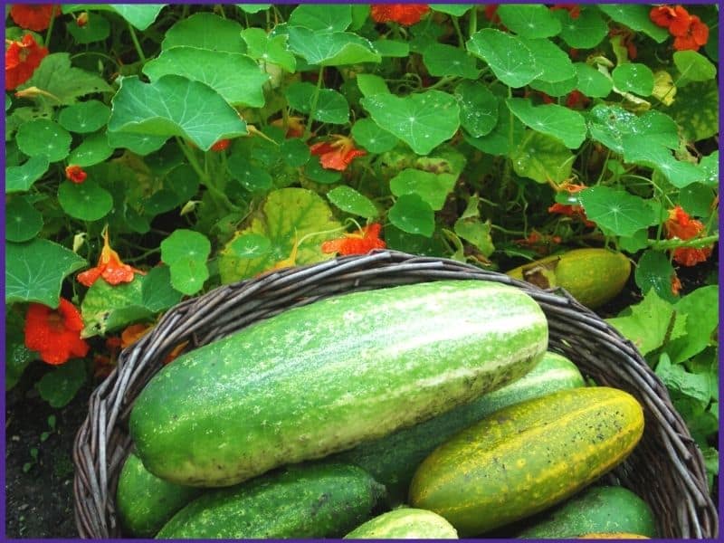A basket of picked cucumbers with nasturtium and cucumber vines growing together in the background