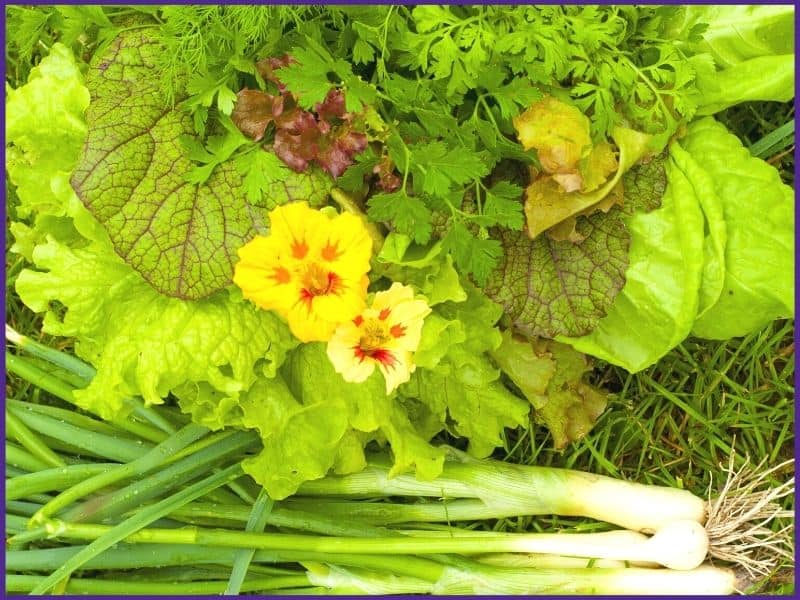 A garden basket with salad greens, green onions, parsley, and nasturtium flowers 