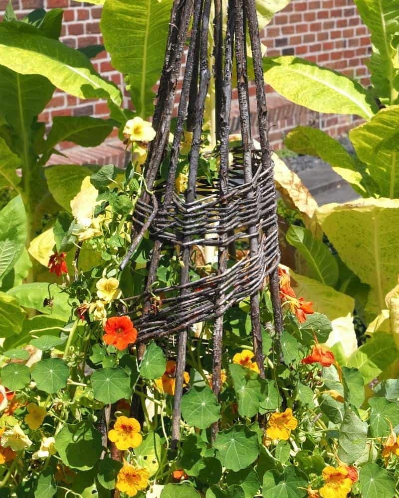 Orange and red nasturtiums growing on a homemade garden obelisk crated from sticks and branches