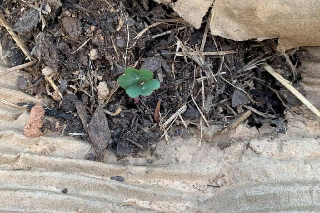 A small nasturtium seedling growing in the ground. 