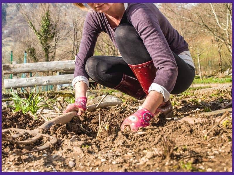 A woman in red garden boots using her hands to dig around a horseradish plant