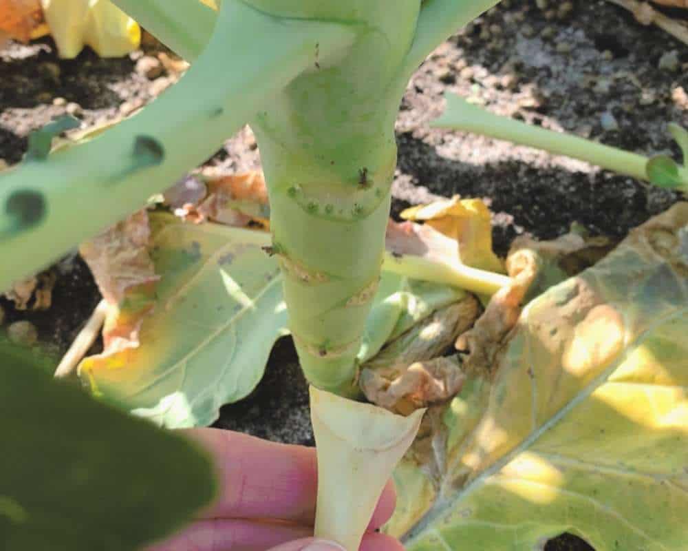 A picture of a hand holding a yellowed leaf that was just removed from a brassica plant