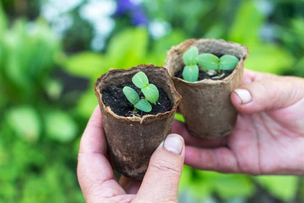 Hands holding two peat pots with cucurbit seedlings