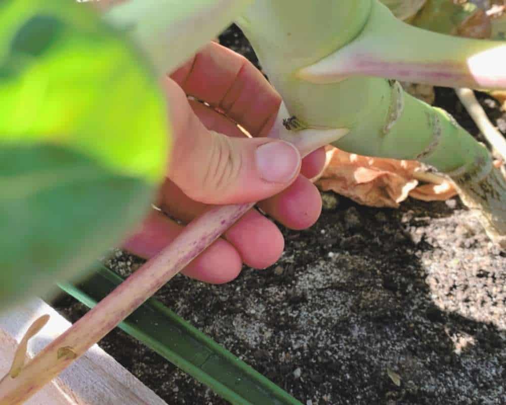 Ah and holding a yellowed leaf stem to snap it off of a brassica plant.