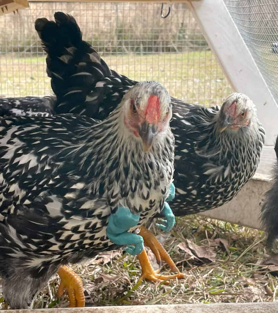 Photo is of 2 chickens. One of the chickens has a set of green chickens arms attached. The chickens are underneath a coop structure which is on a grassy field.