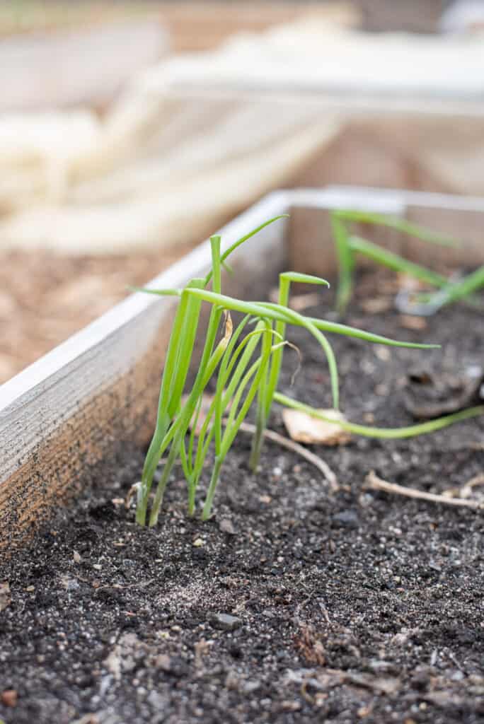 Green onions growing in a garden bed