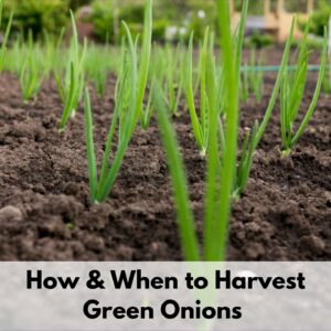 Text "How and when to harvest green onions" overlaid on the bottom of a picture of green onions growing.