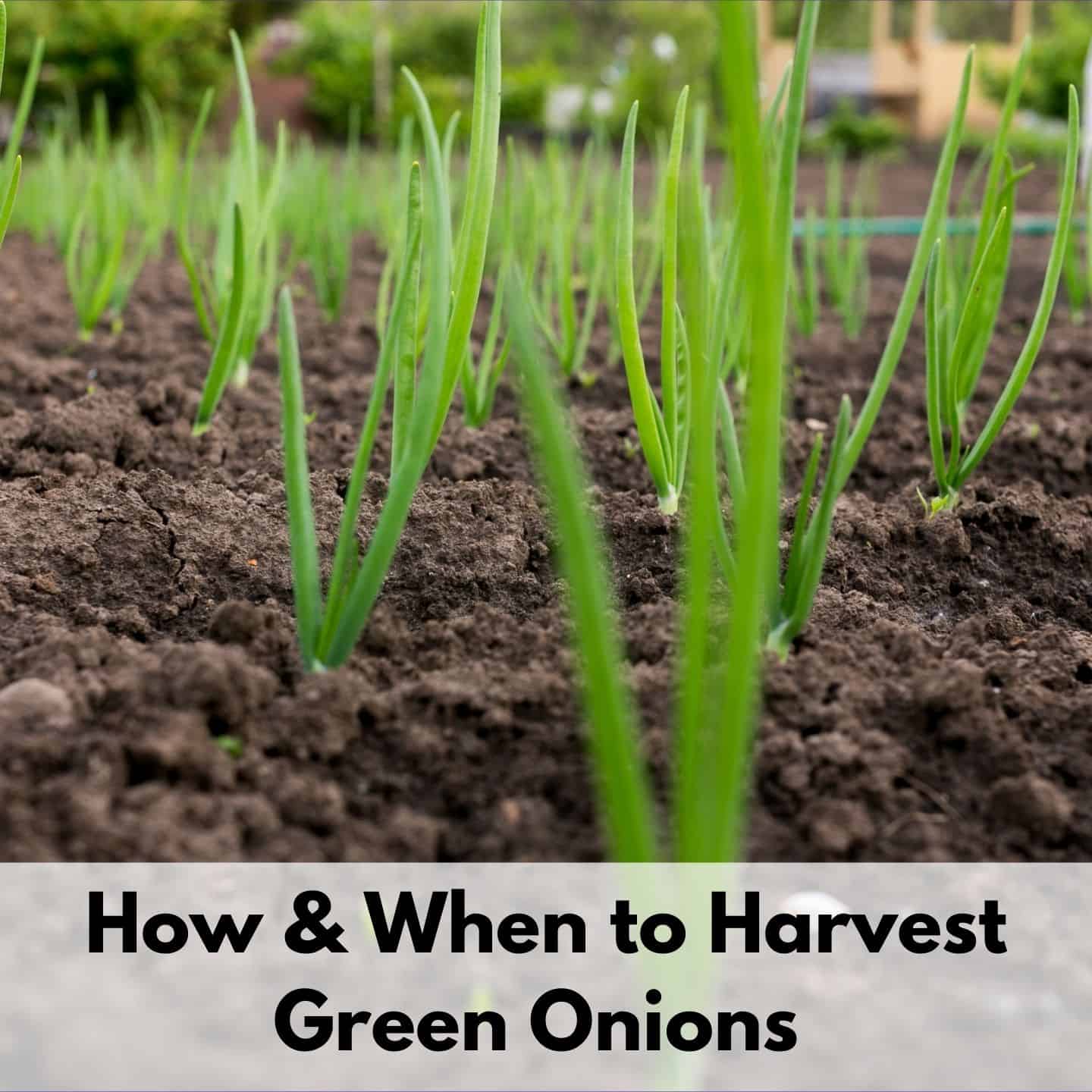 Harvesting Green Onions - How & When To Pick Green Onions - Together ...