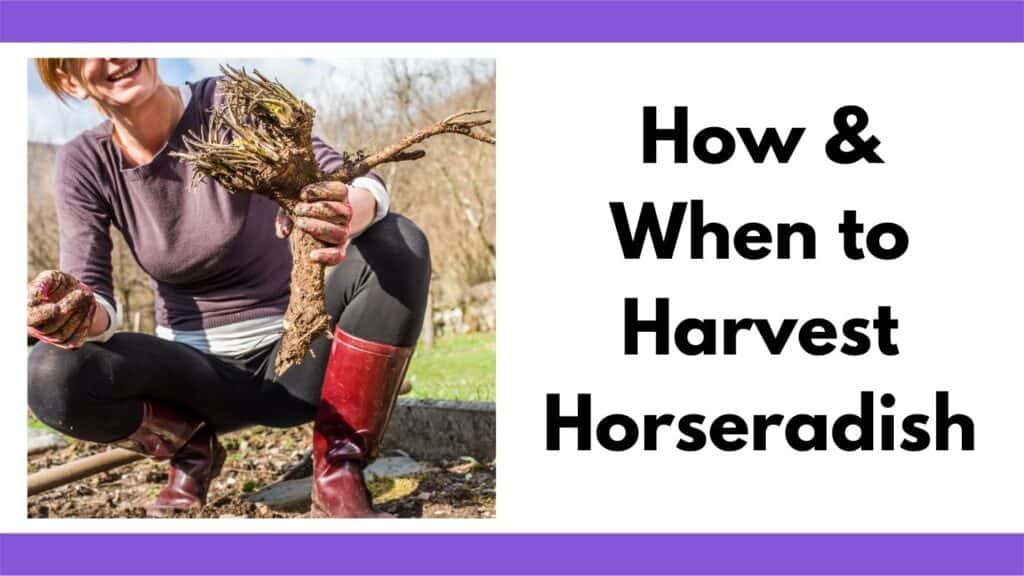 Text "how and when to harvest horseradish" next to an image of a woman in red garden boots holding a freshly harvested horseradish root.
