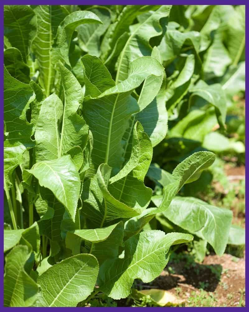 Green horseradish leaves growing in a summer garden