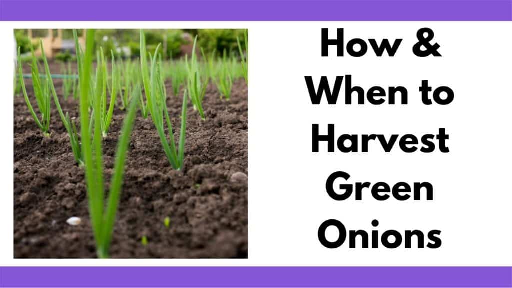 Text "How and when to harvest green onions" next to a picture of green onions growing.