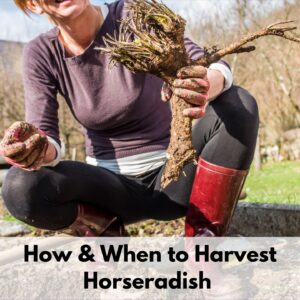 Text "how and when to harvest horseradish" overlaid on an image of a woman in red garden boots holding a freshly harvested horseradish root.