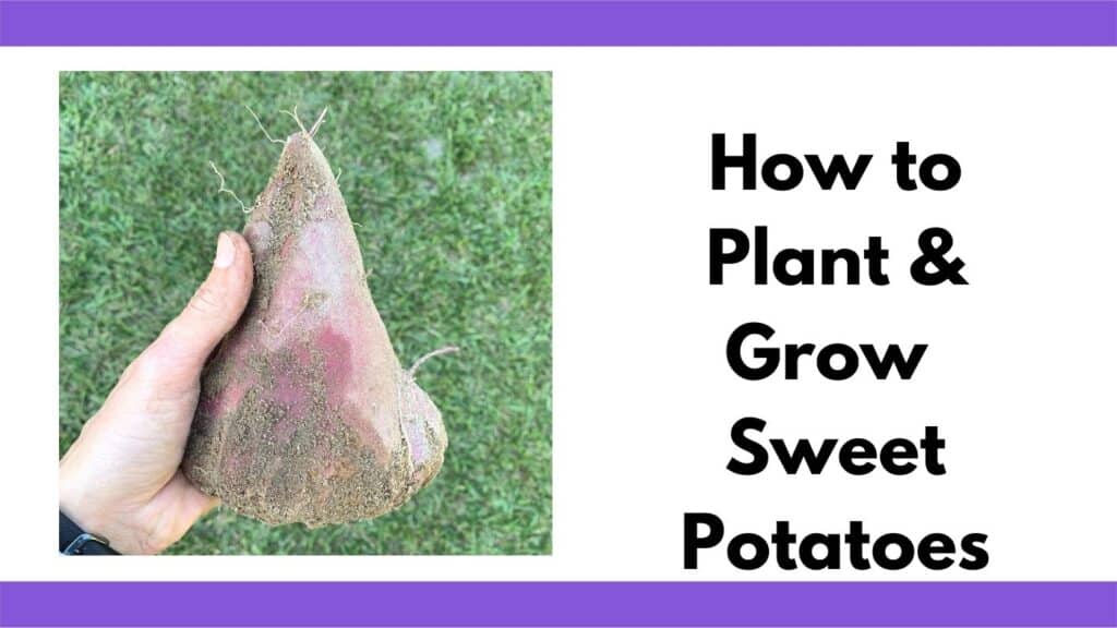 text "how to plant and grow sweet potatoes" next to a woman's hand holding a large sweet potato