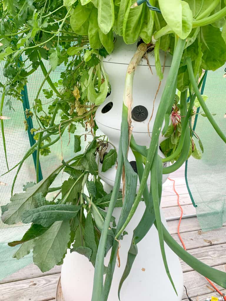 A hydroponic grow tower with green onions, parsley, kale, and lettuce