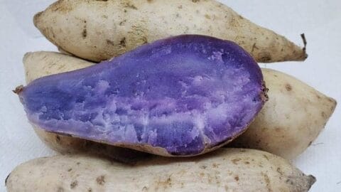 Image for Hawaiian Okinawan Purple Sweet Potatoes