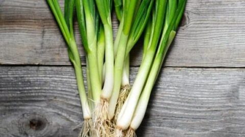 Image for White Lisbon Bunching/green Onion