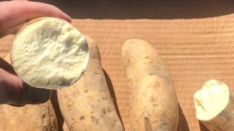 Image for White Sweet Potatoes Bonita/Hannah
