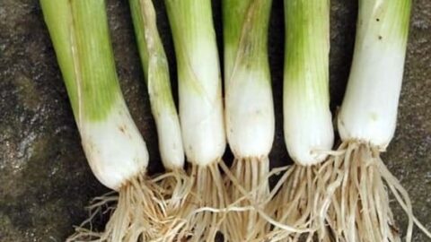 Image for Tokyo Long White Bunching Onion