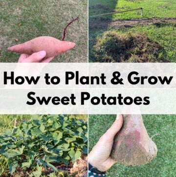 Text overlay "How to plant & grow sweet potatoes" over a four photo collage showing a sprouting sweet potato, dug up ground, sweet potato vines, and a large harvested sweet potato.