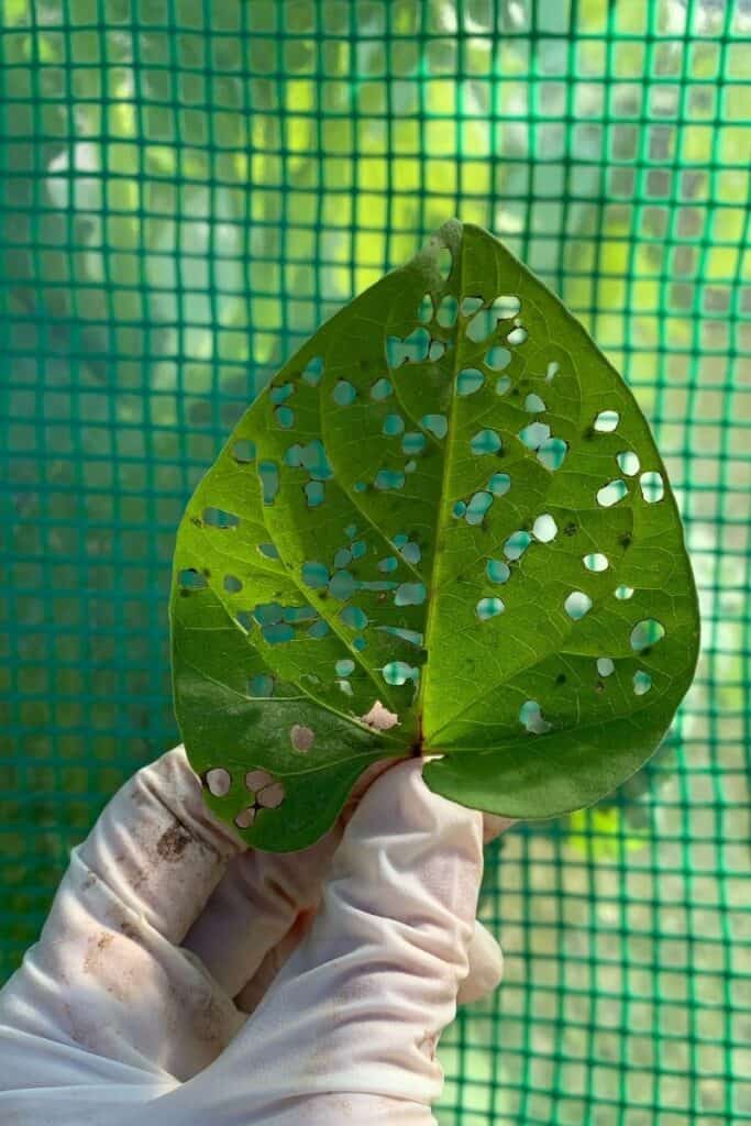 A sweet potato leaf with lots of holes