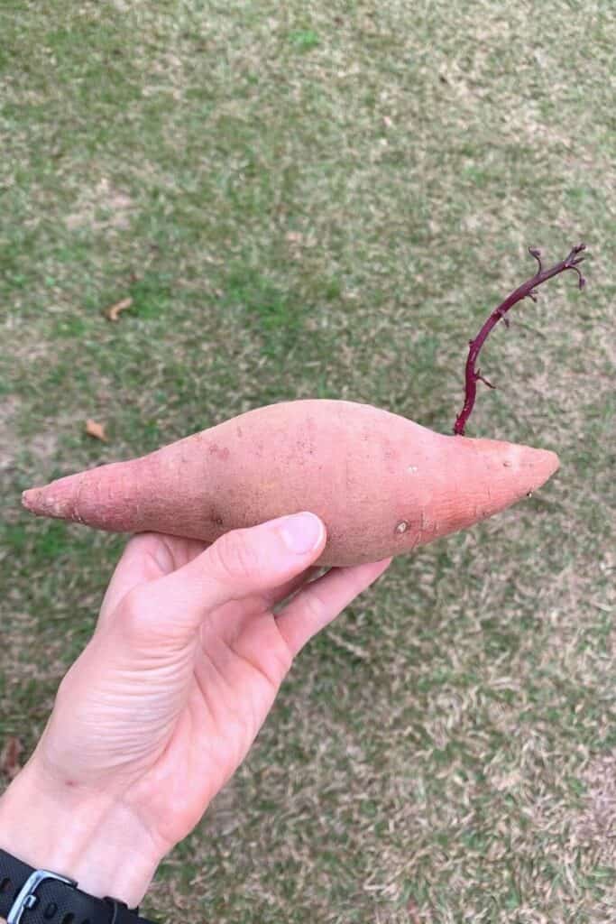 A hand holding a sweet potato with a large sprout growing from it