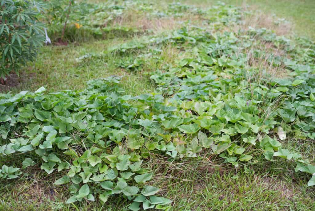 Sweet potato vines growing in a yard. A cassava plant is visible in the background.