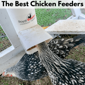 Text reads "The best chicken feeders." Below the text box is a photo of two chickens, one has it's head inside a chicken feeder and the other is beneath the feeder. Both chickens are inside a chicken tractor covered in hardware cloth. The chickens are on grassy pasture.